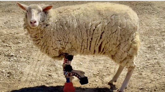 Custom "Able-Body" Prosthetic