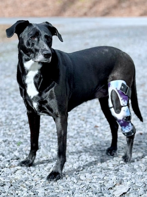 Stifle Brace (CCL, Knee)