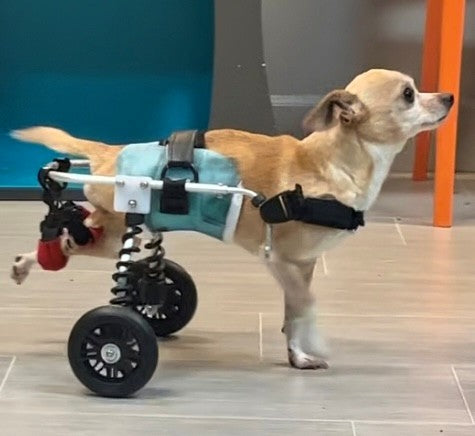 Custom Mobility Carts