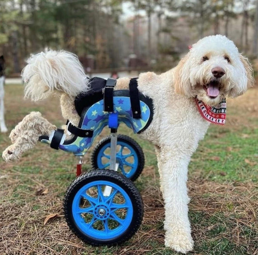 Custom Mobility Carts