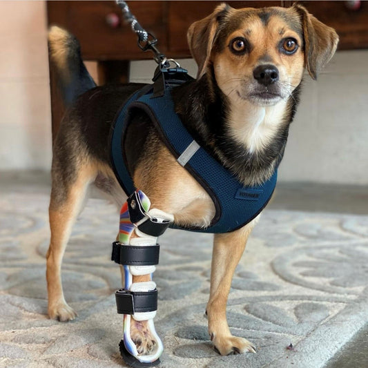 Custom Carpal Brace (front limb/ wrist)