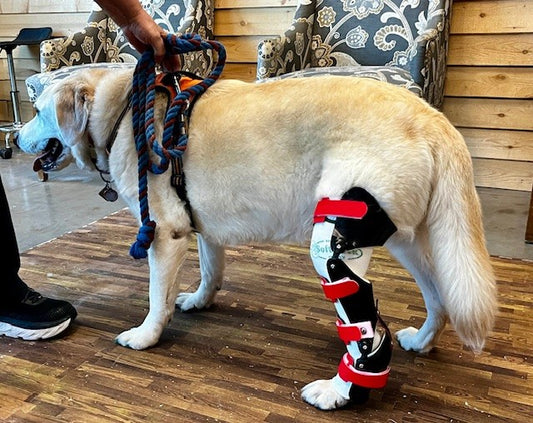 Custom Tarsal Brace (Rear Limb/ Hock)