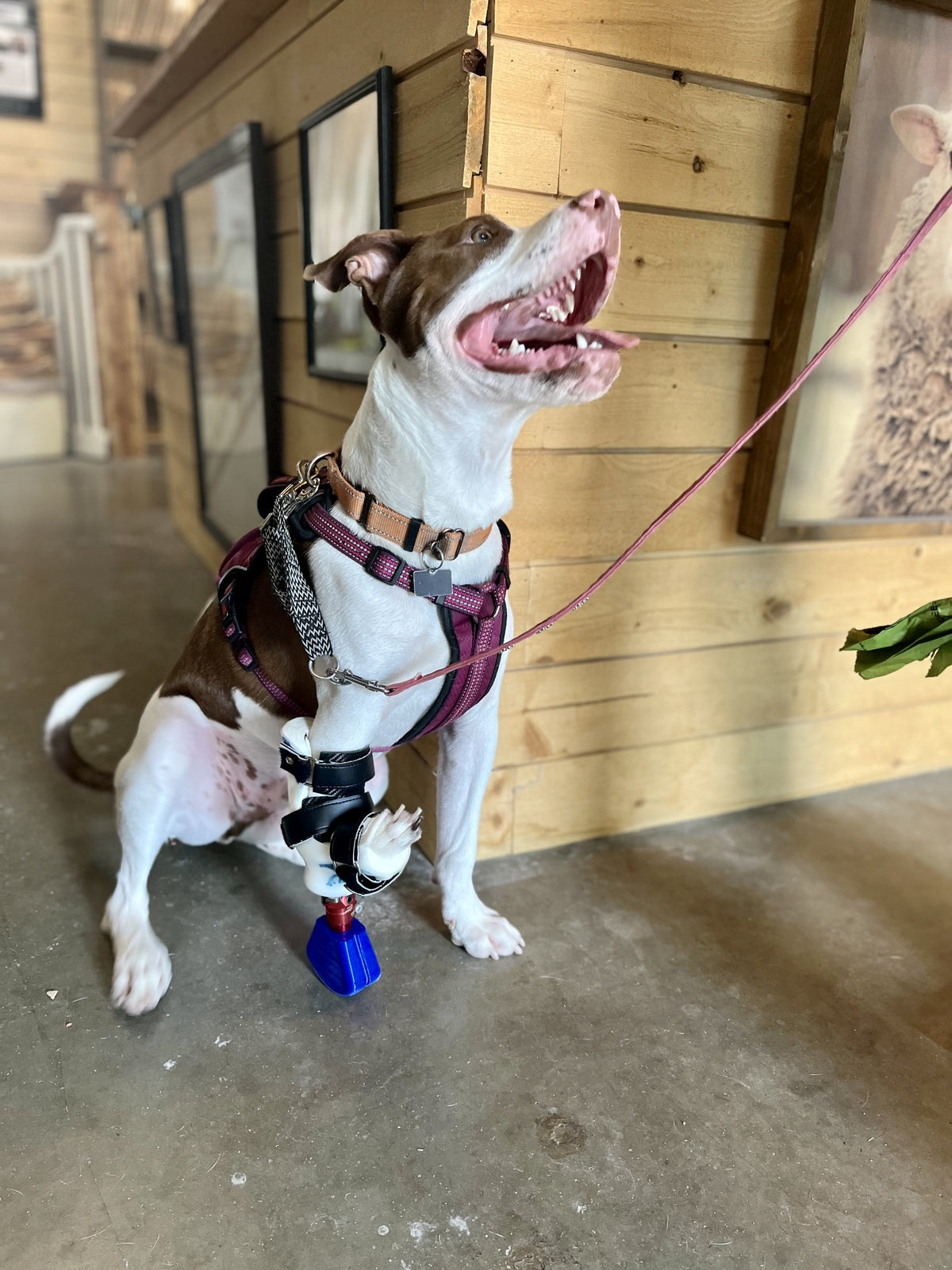 "Able-Body" Prosthetic